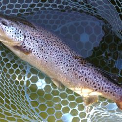 岸際のブラウンを狙い撃て ～岡崎トラウトポンド～